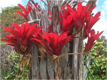 �l�I���Q���A�iNeoregelia�j