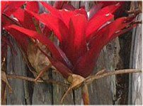 �l�I���Q���A�iNeoregelia�j