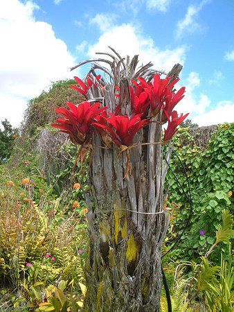 �l�I���Q���A�iNeoregelia�j