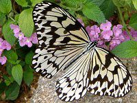 �I�I�S�}�_���i��Ӗ����j
