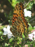 �c�}�O���q���E�����i�덕�^��j