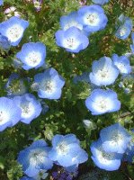 �l���t�B���E�����W�[�W�[(Nemophila menziesii)