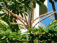 �I�N�g�p�X��c���[�iOctopusTree�j