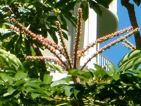 �I�N�g�p�X��c���[(OctopusTree)