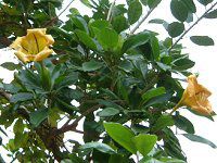 �S�[���f���E�J�b�v(Golden cup) 