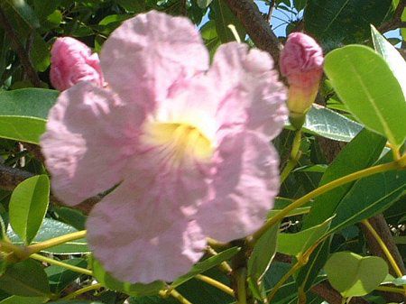 �s���N�E�e�R�}(Pink tecoma)