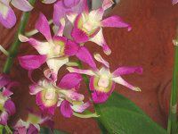 �f���h���r�E��(Dendrobium)