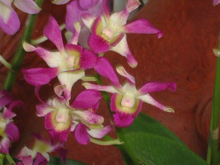 �f���h���r�E��(Dendrobium) 