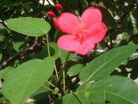 �i�����E�T�N��(��m��)