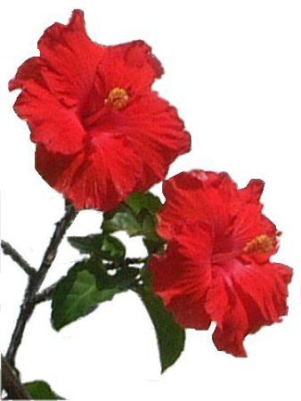 �n�C�r�X�J�X(Hibiscus)