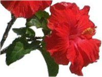 �n�C�r�X�J�X(Hibiscus)