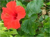 �n�C�r�X�J�X(Hibiscus)