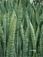 �T���Z�x���A(Sansevieria)