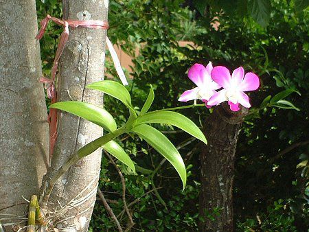 �f���h���r�E��(Dendrobium) 