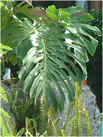 �����X�e���E�f���L�I�T(Monstera deliciosa)