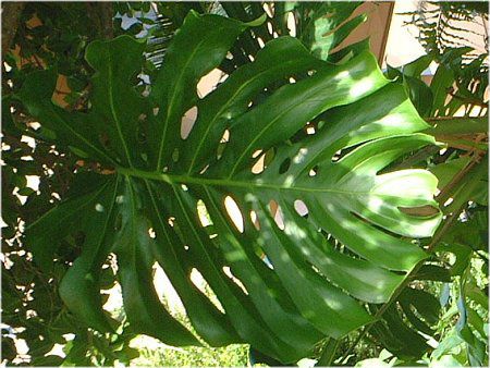 �����X�e��(Monstera)