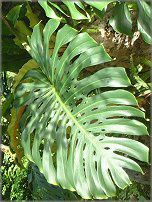 �����X�e��(Monstera)