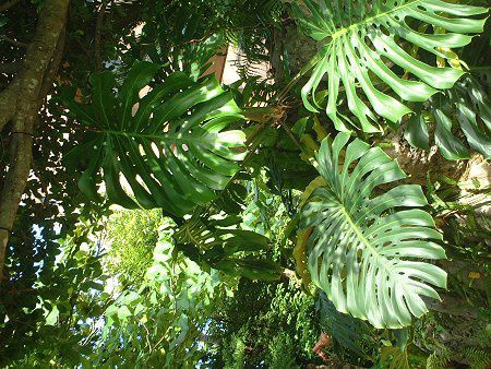 �����X�e��(Monstera)