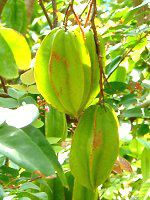 �X�^�[�t���[�c(Star fruit)