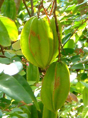 Star fruit�̉ʎ�