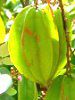 �X�^�[�t���[�c(Star fruit)