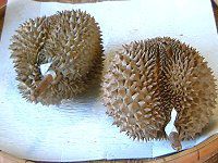 �h���A���iDurian�j