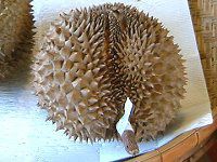 �h���A��(Durian)