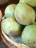 �R�R�i�b�c(coconut)