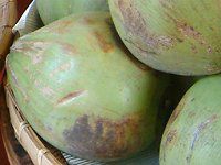 �R�R���V(Coco nuts palm)