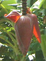 �o�i�i(Banana)