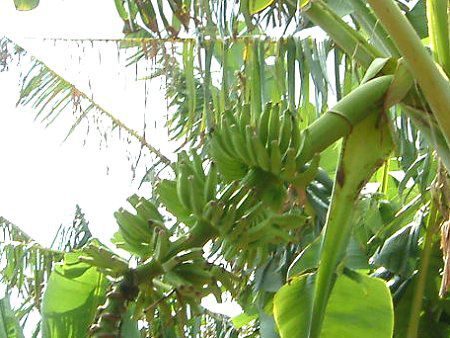 �o�i�i(Banana)