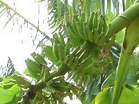 �o�i�i�iBanana�j