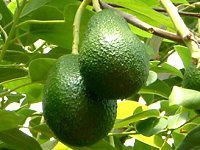 �A�{�J�h�iAvocado�j