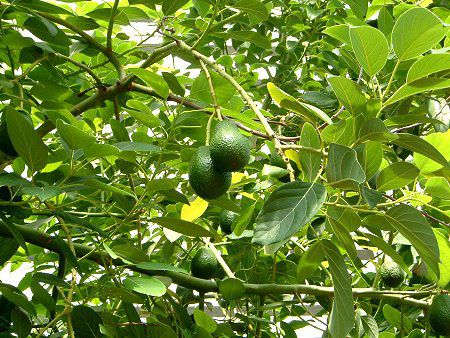 �A�{�J�h(Avocado)