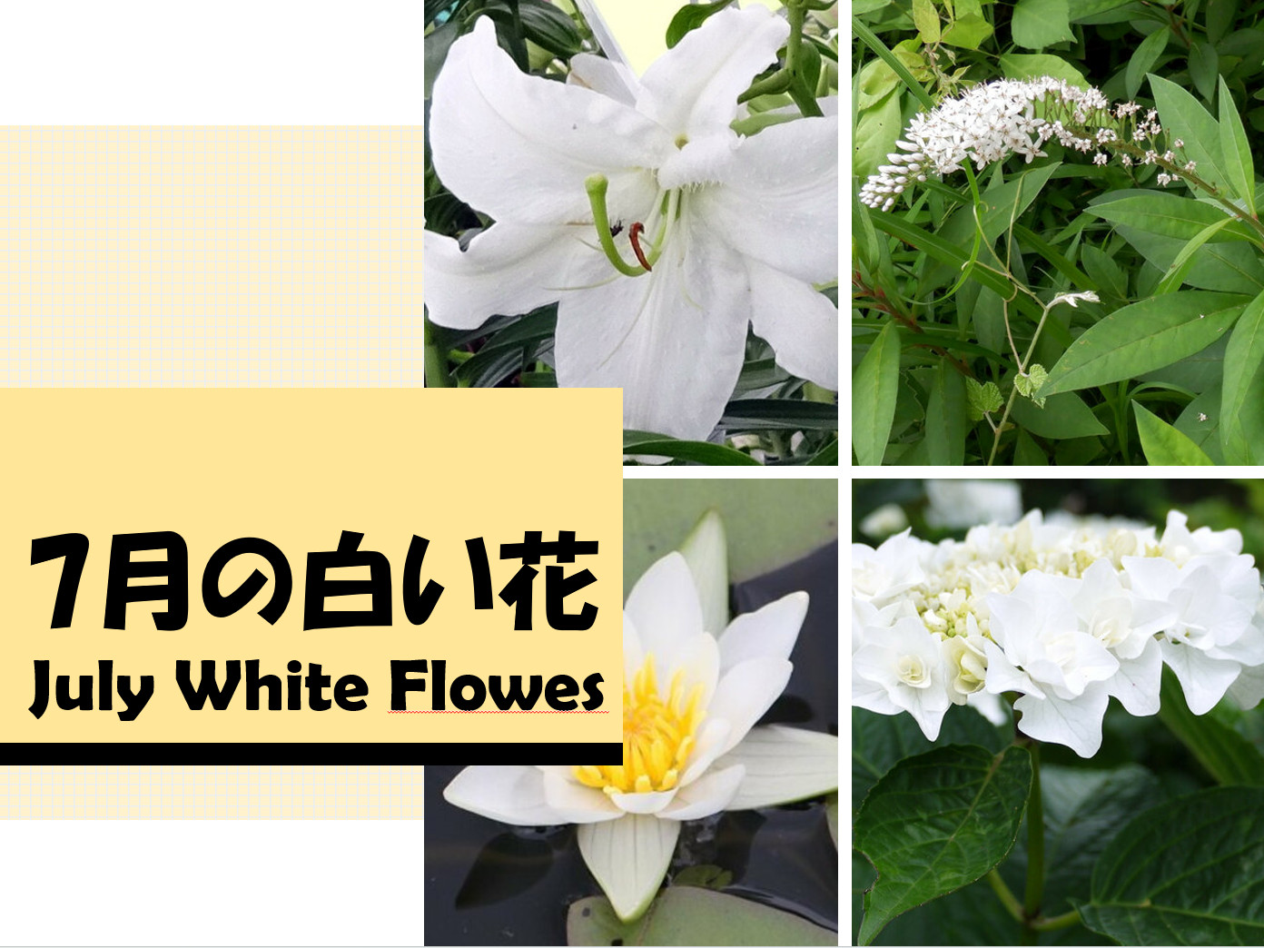 �V���ɍ炭���F�̉�