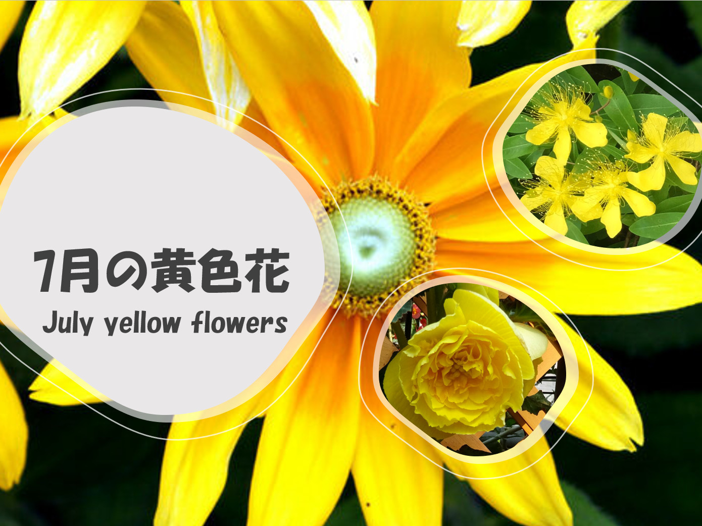 �V���ɍ炭���F����