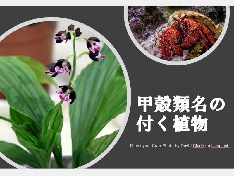 �b�k�ނ̖����t����
