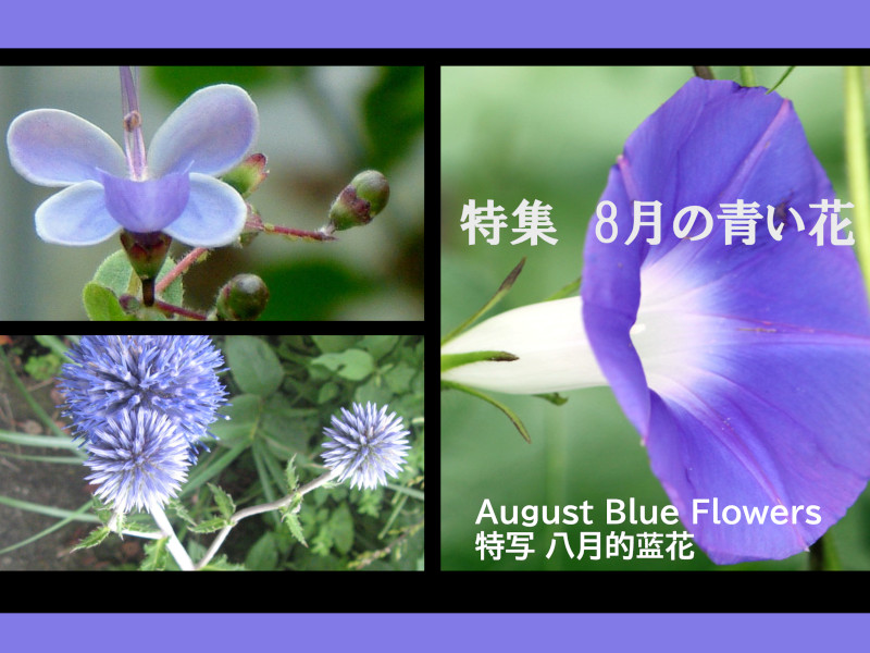 8���ɍ炢�Ă������