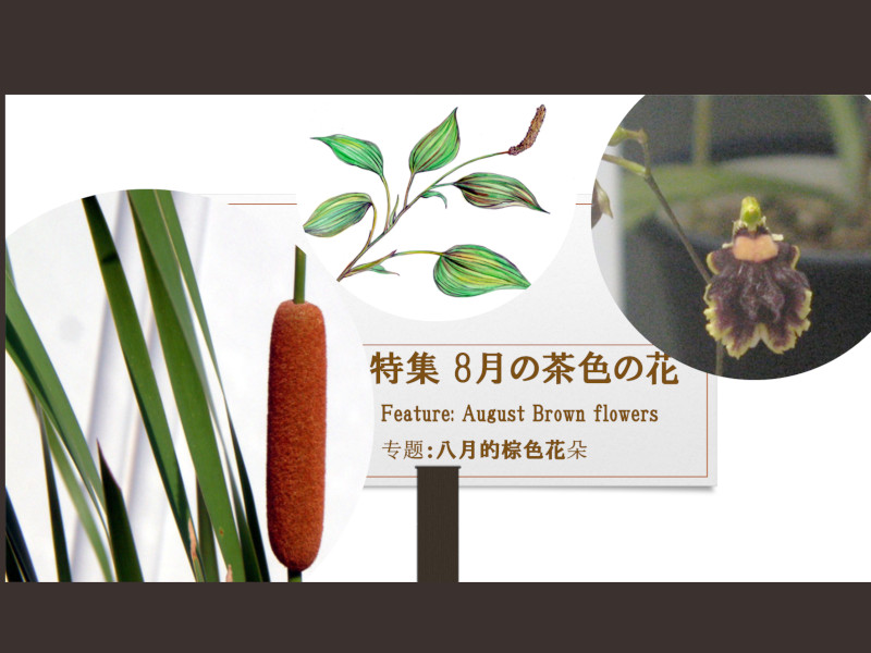 8���ɍ炢�Ă��钃�F�̉�