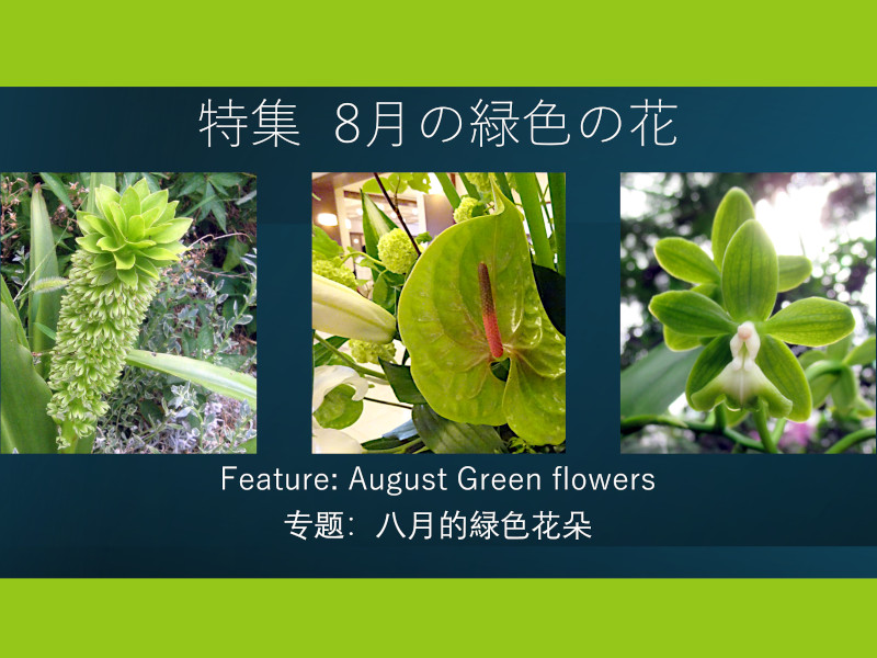 8���ɍ炢�Ă���ΐF�̉�