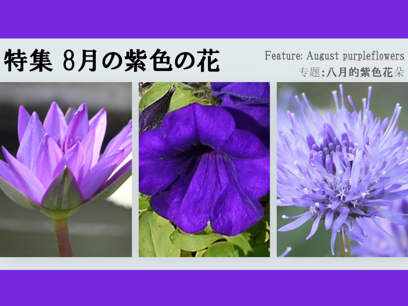 8���ɍ炢�Ă��鎇�F�̉�