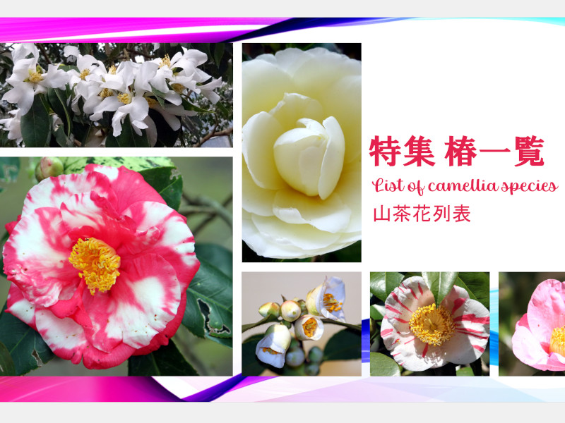 �֕i��ꗗ