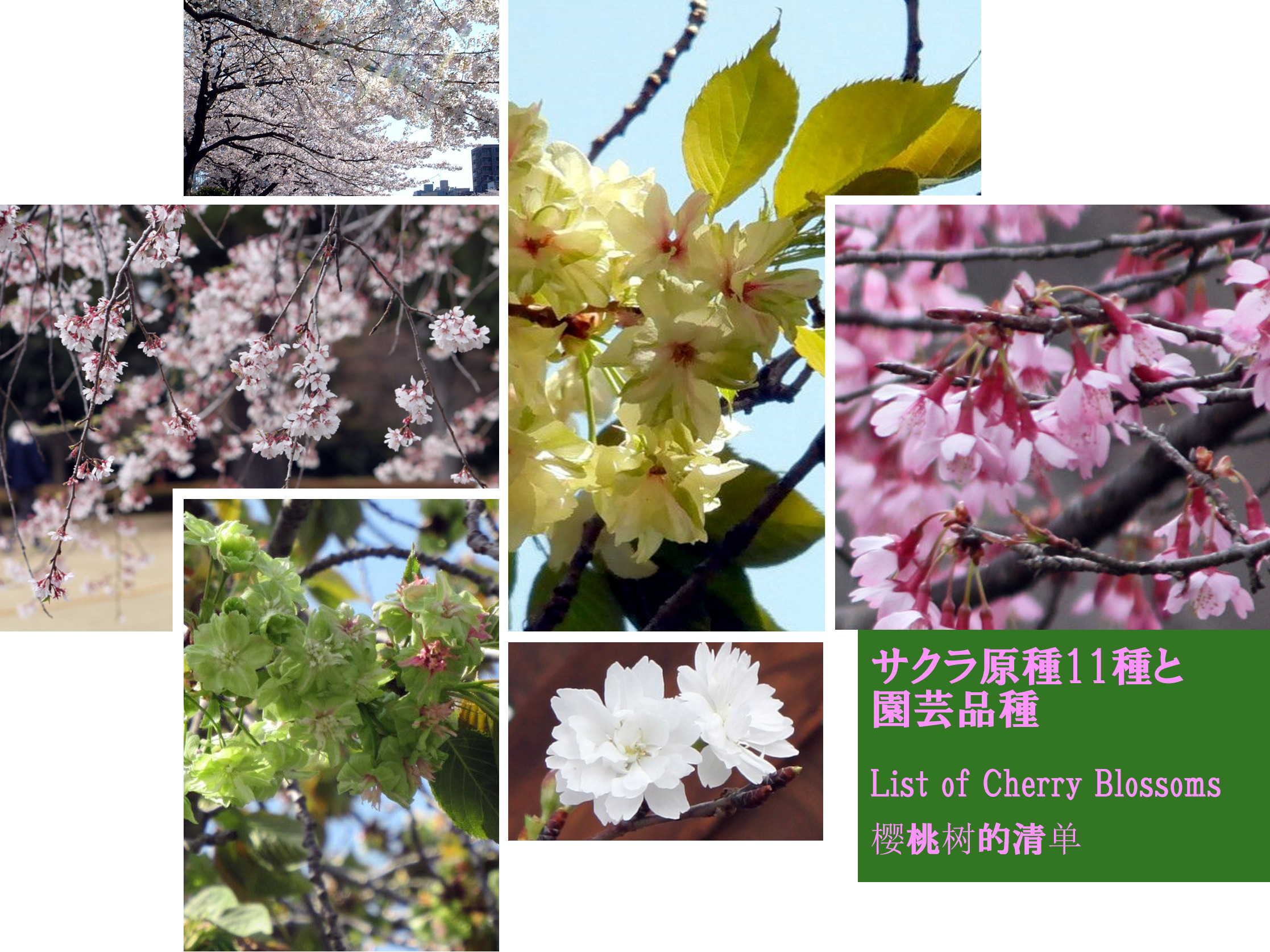 �T�N���i������E���ECherry blossom�j�̎�ވꗗ