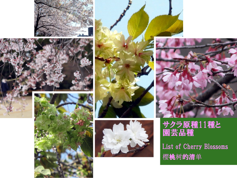 �T�N���i������E���ECherry blossom�j�̎�ވꗗ