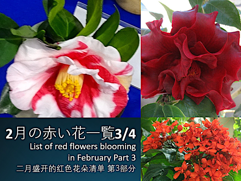 2���̐Ԃ���3