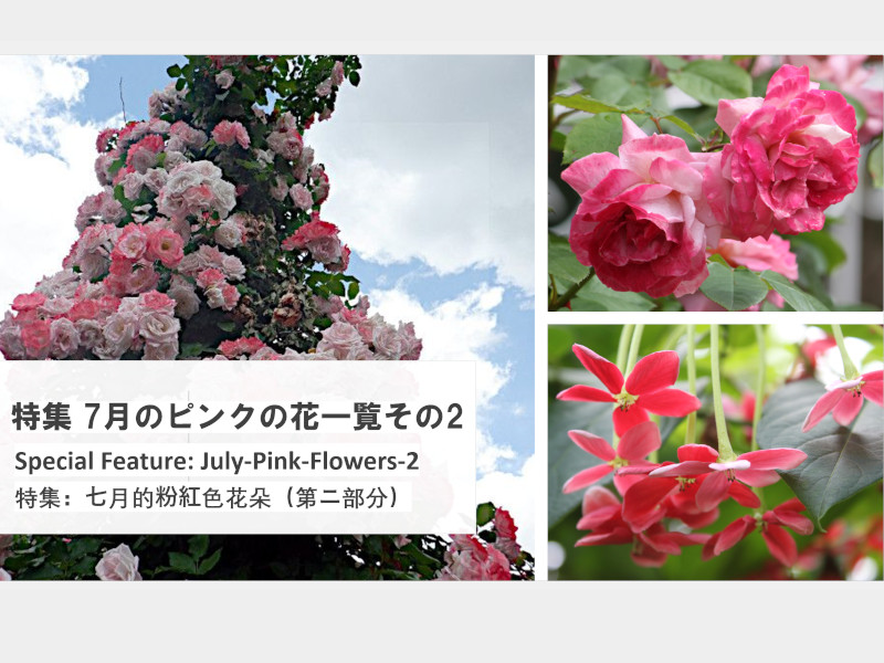 �V���ɍ炢�Ă���s���N�̉�
