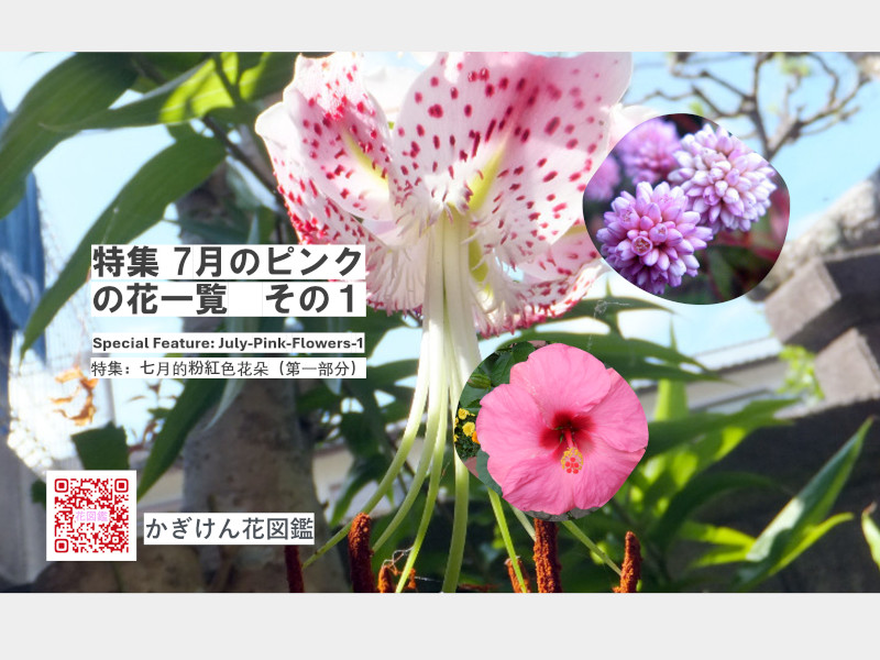 �V���ɍ炢�Ă���s���N�̉�
