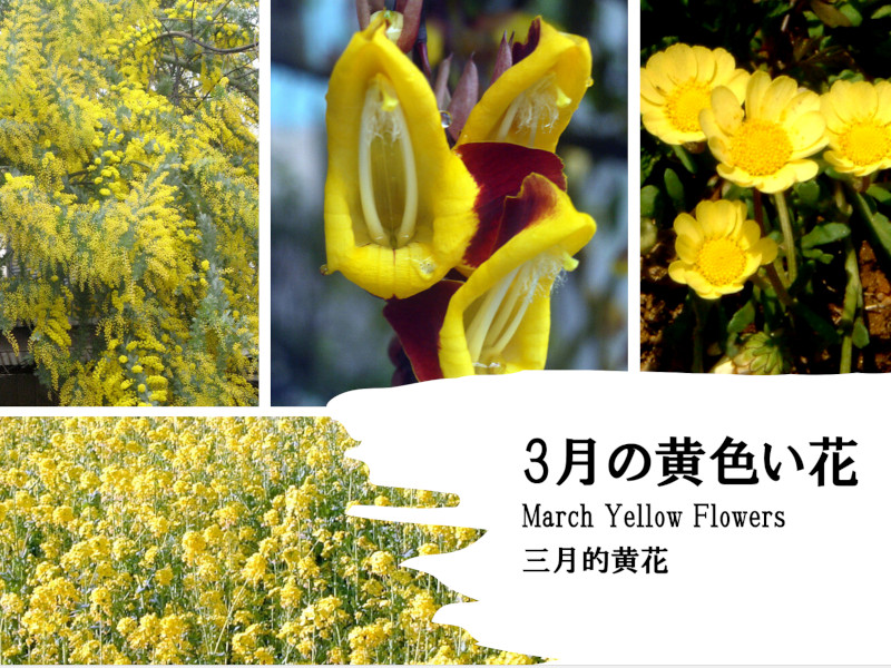 3���ɍ炭���F����
