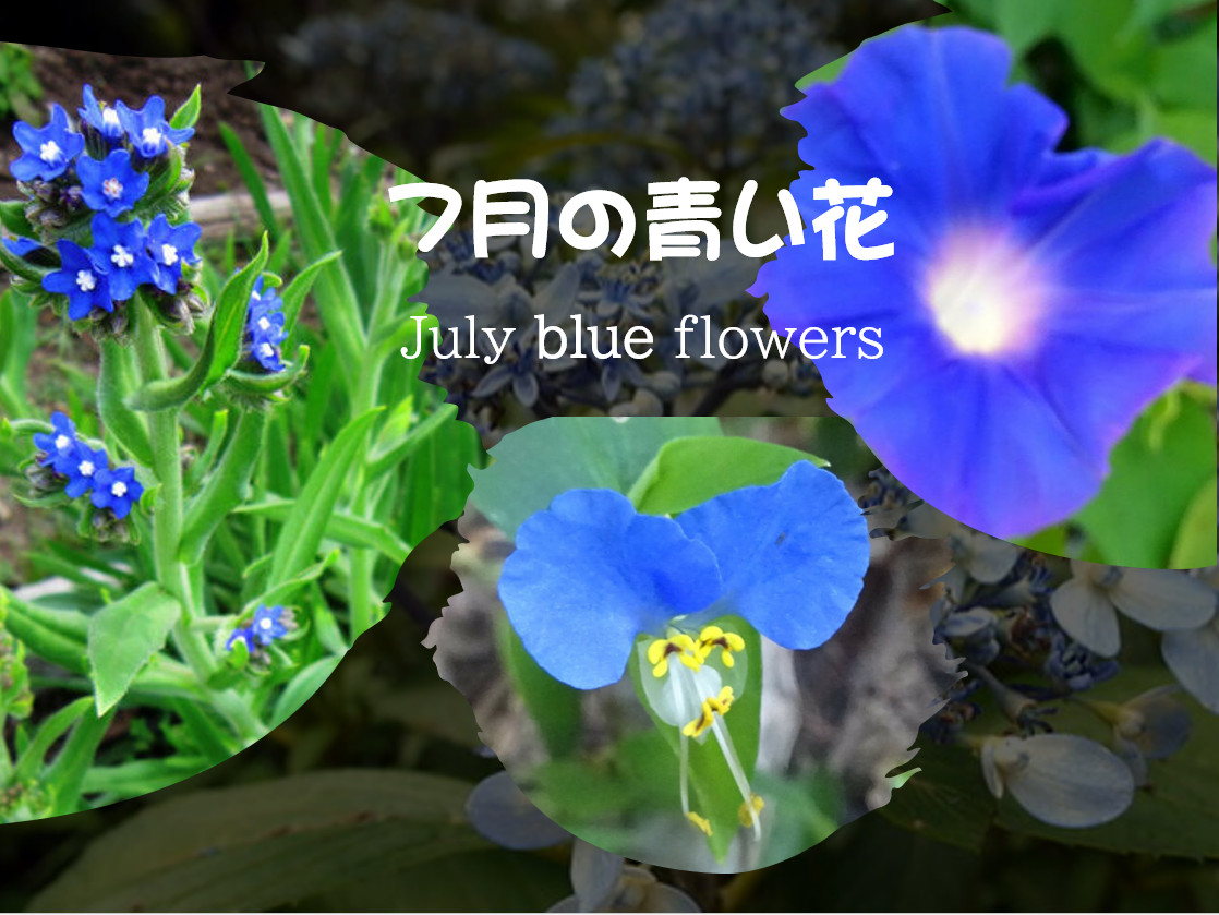 �V���ɍ炭����