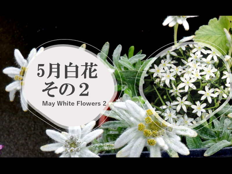 5���̔��Ԏ�ވꗗ2